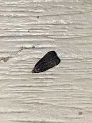 Dichomeris juncidella