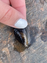 Mytilus trossulus
