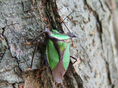 Pentatoma parametallifera