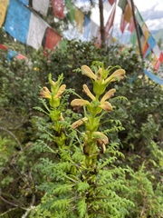 Pedicularis rex