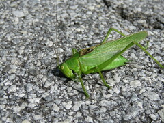 Tettigonia dolichoptera