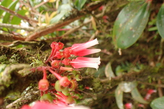 Satyria warszewiczii