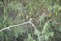 Muscicapa striata tyrrhenica