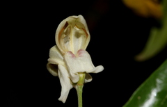 Justicia aconitiflora