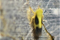 Graminella nigripennis