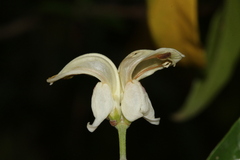 Justicia aconitiflora