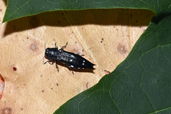 Agrilus guerini