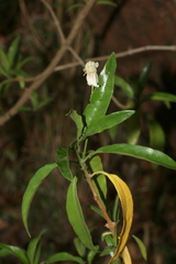 Justicia aconitiflora
