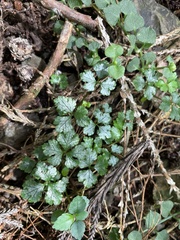 Sanicula lamelligera