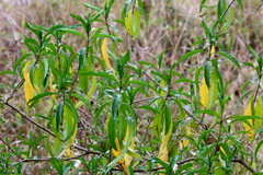 Justicia aconitiflora