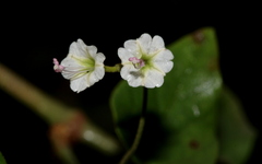 Commicarpus plumbagineus