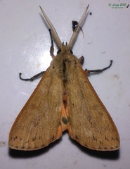 Spilosoma cervina