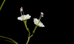 Commicarpus plumbagineus