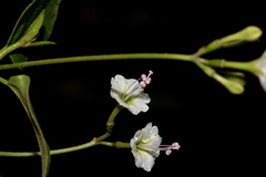 Commicarpus plumbagineus