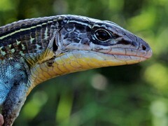 Gerrhosaurus nigrolineatus