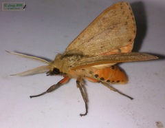 Spilosoma cervina