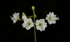 Commicarpus plumbagineus