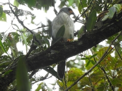 Accipiter poliocephalus