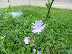 Cichorium intybus