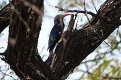 Phoeniculus purpureus marwitzi