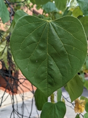 Cercis canadensis