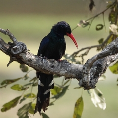 Phoeniculus purpureus marwitzi