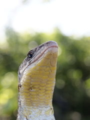Gerrhosaurus nigrolineatus