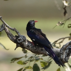 Phoeniculus purpureus marwitzi