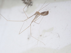Pholcus opilionoides
