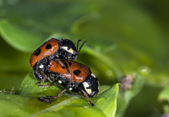 Cryptocephalus octopunctatus