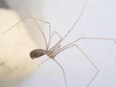 Pholcus opilionoides