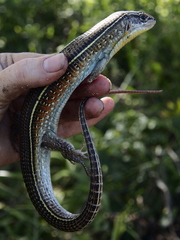 Gerrhosaurus nigrolineatus