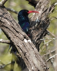 Phoeniculus purpureus marwitzi