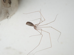 Pholcus opilionoides