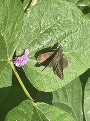 Amblyscirtes aesculapius