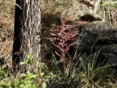 Puya spathacea