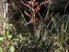 Puya spathacea