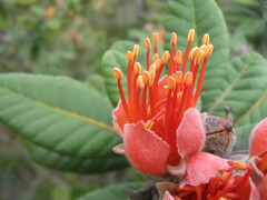 Xanthostemon francii