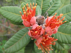 Xanthostemon francii