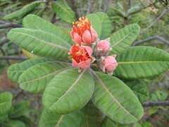 Xanthostemon francii