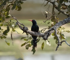 Phoeniculus purpureus marwitzi