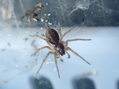 Allagelena gracilens