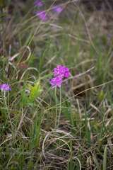 Primula farinosa