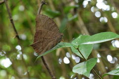 Melanitis phedima oitensis