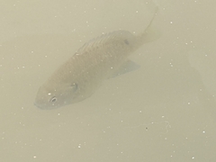 Lepomis macrochirus