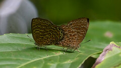 Poritia sumatrae