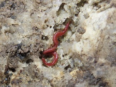 Strigamia bothriopus