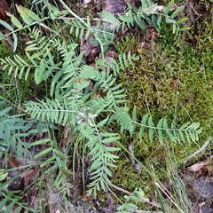 Vicia cassubica