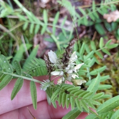 Vicia cassubica