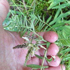 Vicia cassubica